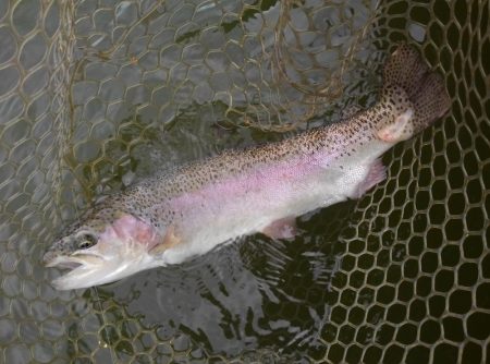 大安トラウトレイク 釣果